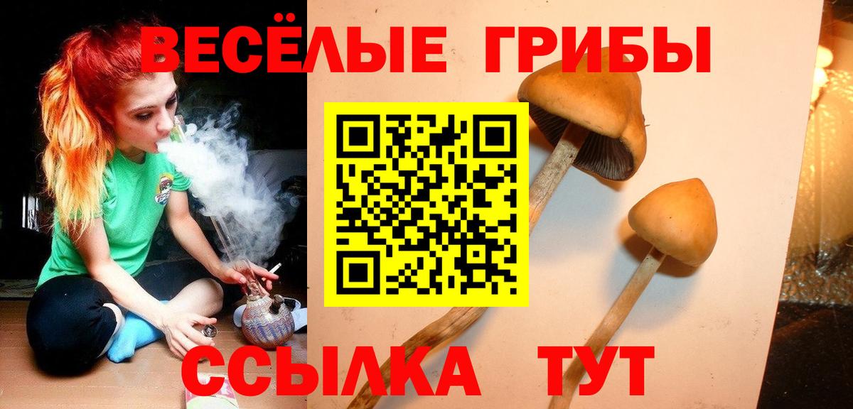 Галлюциногенные грибы Psilocybine cubensis Ленинск-Кузнецкий